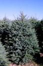 Colorado Blue Spruce