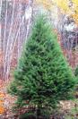 Douglas Fir