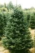Fraser Fir