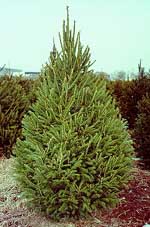 Norway Spruce
