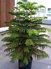 Norfolk Pine