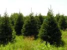 White Spruce